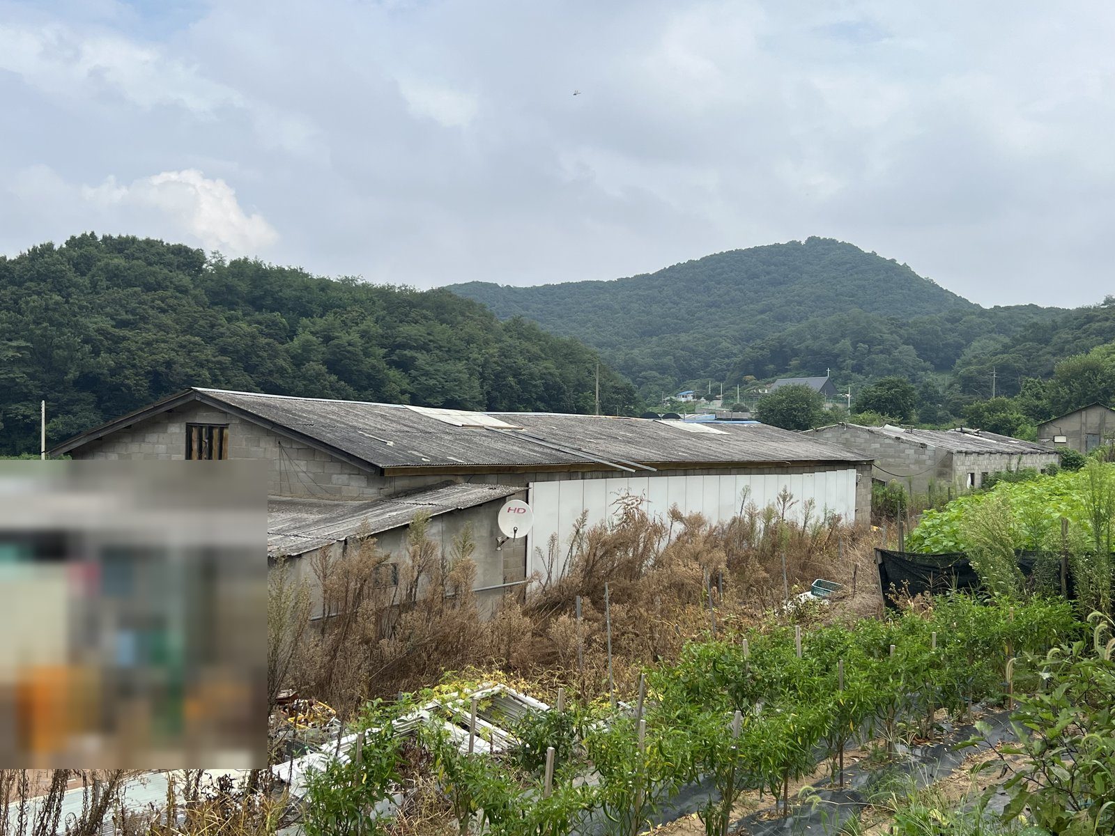 인천 서구 금곡동 축사 2동 완파 철거 현장 사진 2